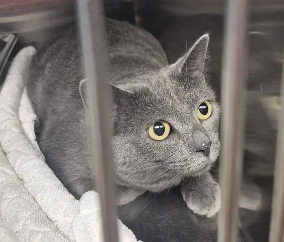 A young medium-sized female Domestic Short Hair cat named Stevie for adoption in Decatur, IL