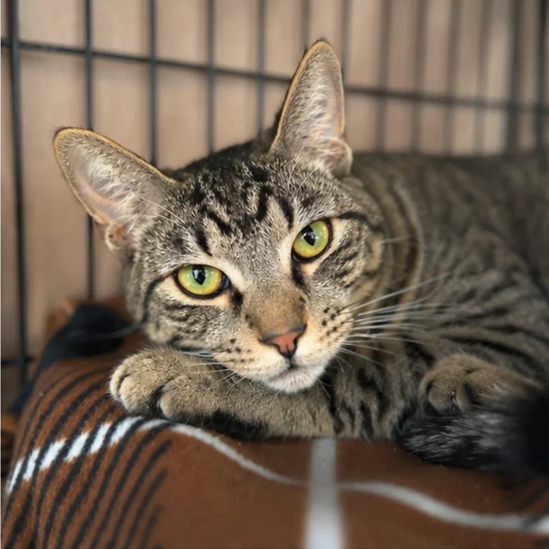 A baby medium-sized male Tabby (Brown / Chocolate) Domestic Short Hair cat named Cheerio for adoption in Orange, CA