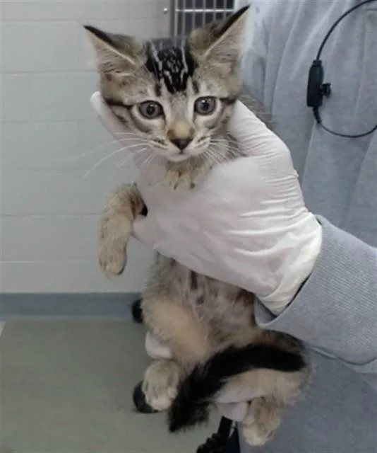A baby medium-sized female Domestic Short Hair cat named Rhaenyra for adoption in Salinas, CA