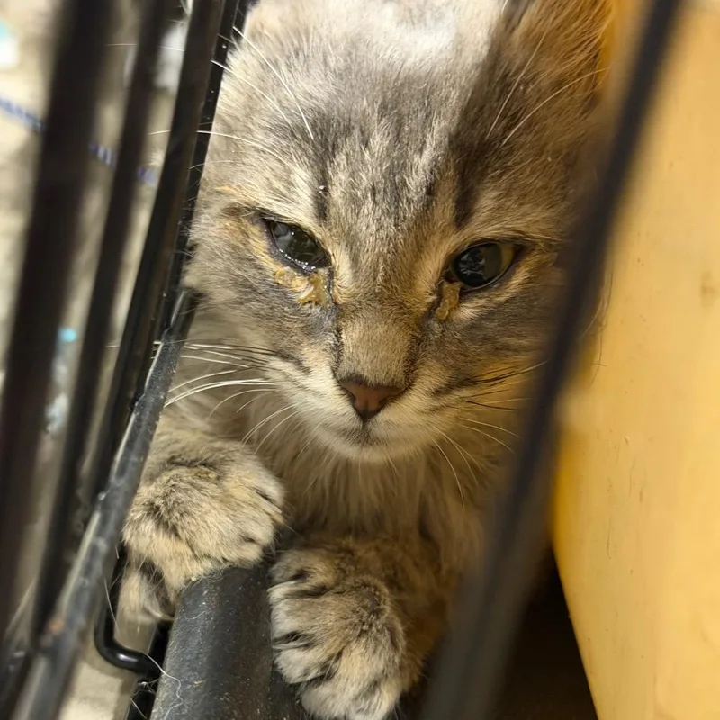 A baby small-sized female Domestic Long Hair cat named Aileen for adoption in Watertown, NY