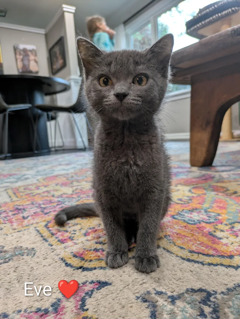 A baby medium-sized female Gray / Blue / Silver Domestic Short Hair cat named Eve for adoption in Battle Creek, MI