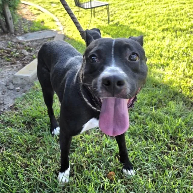 A young large-sized male Pit Bull Terrier dog named Sully for adoption in Long Beach, CA