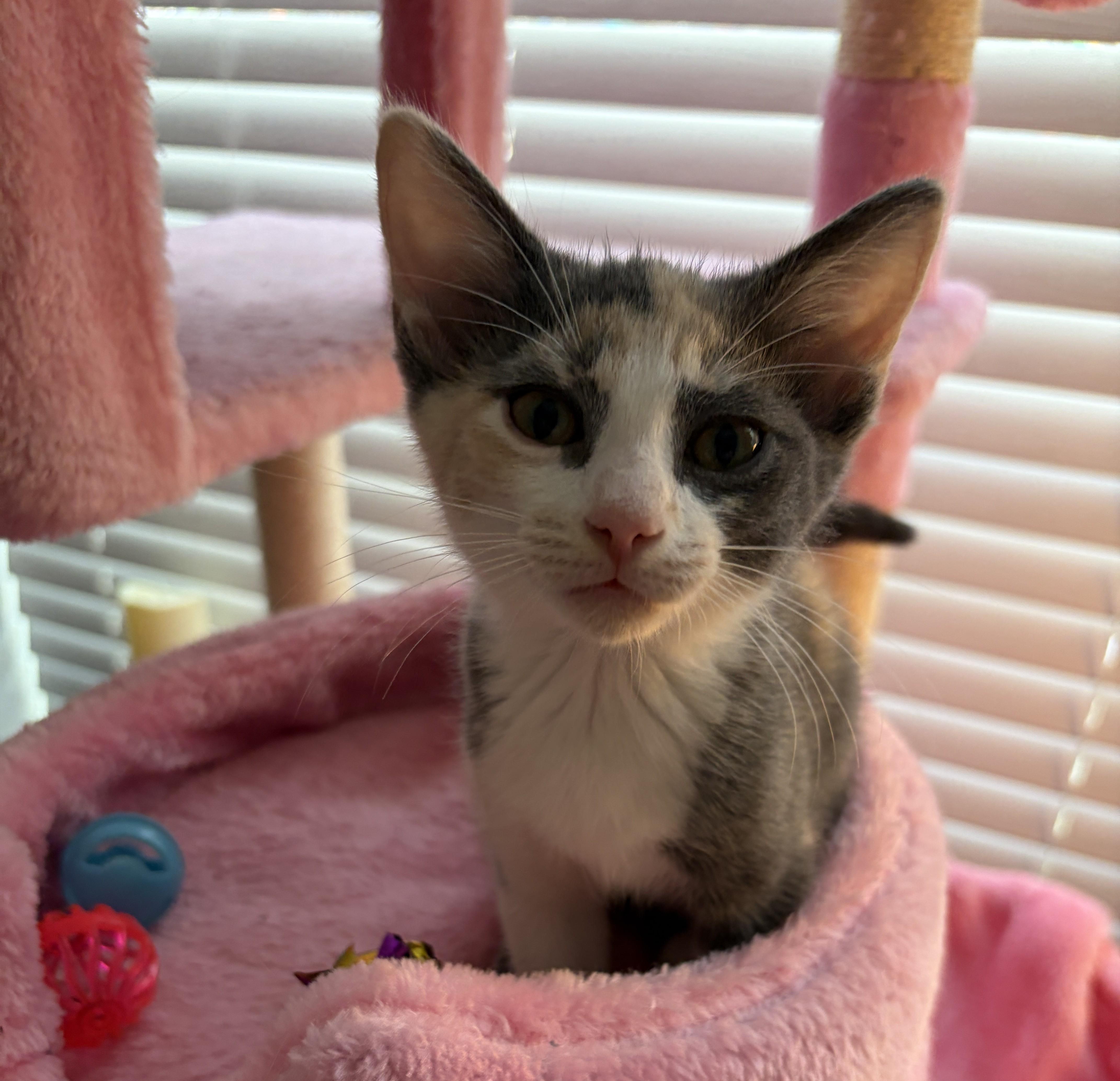 A baby small-sized female Dilute Calico Domestic Short Hair cat named Padmรฉ for adoption in Houston, TX