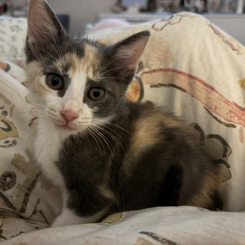 Padmé thumbnail 3