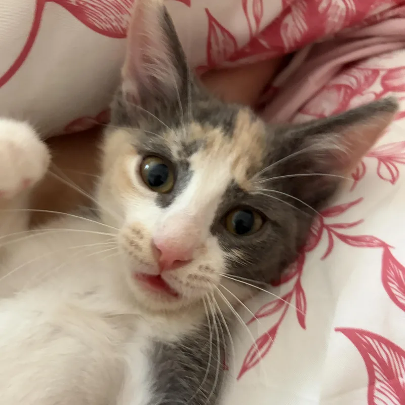 Padmé thumbnail 5