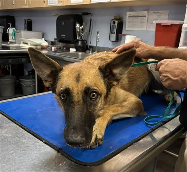 A young large-sized female German Shepherd Dog dog named Eclipse for adoption in Phoenix, AZ