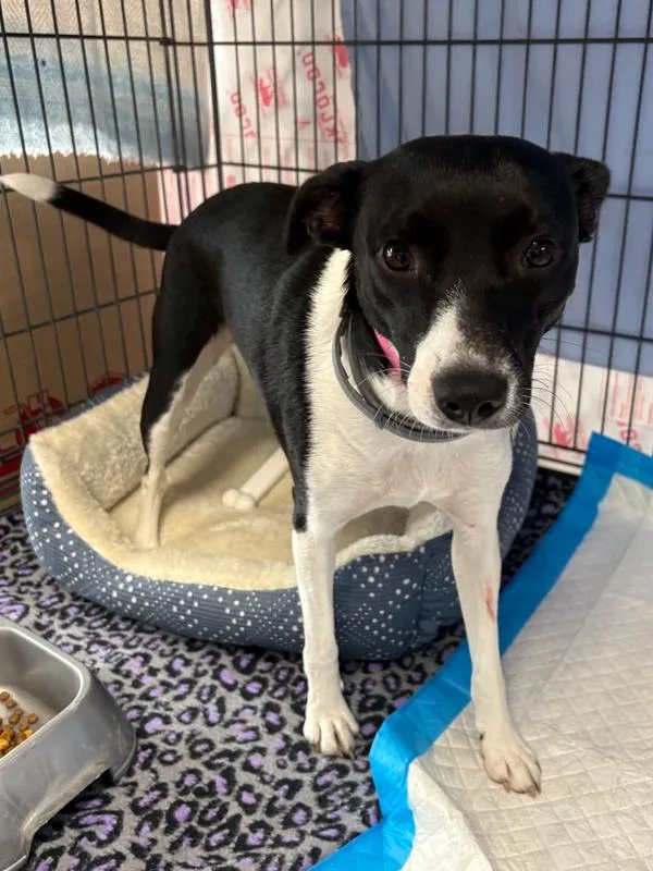 An adult small-sized female Jack Russell Terrier dog named June for adoption in Rochester, IN
