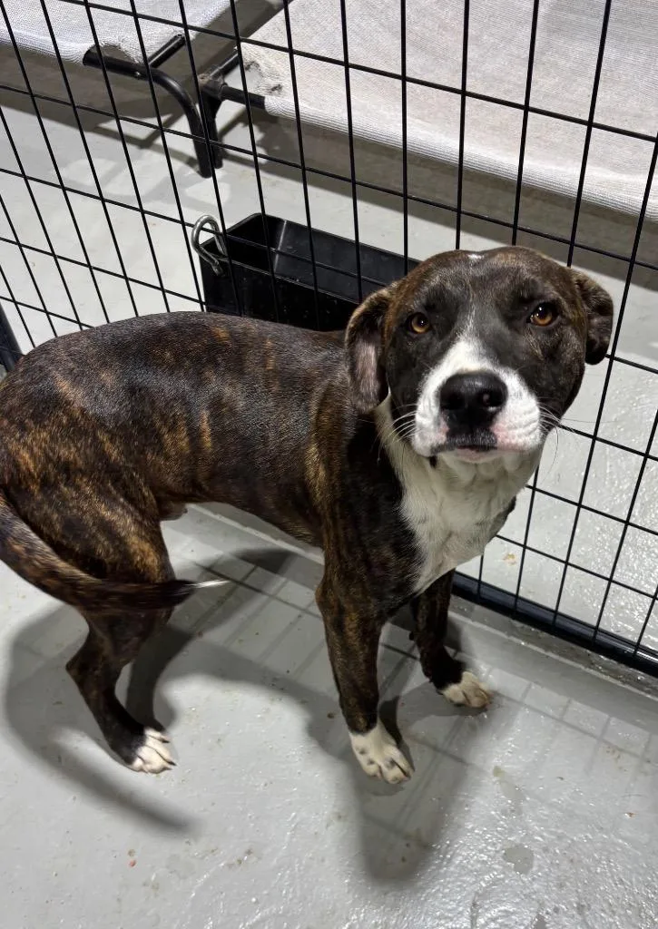 A young medium-sized male Mixed Breed dog named Elvis for adoption in Ruston, LA