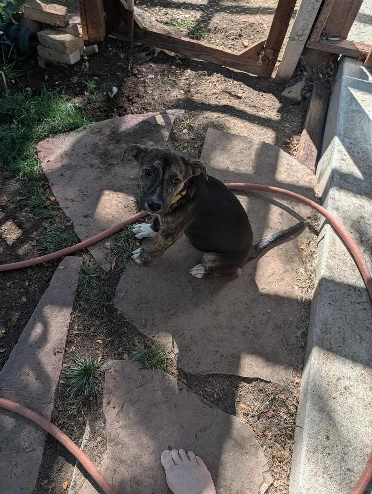 A baby medium-sized male Shepherd dog named Rabbit for adoption in Thornton, CO