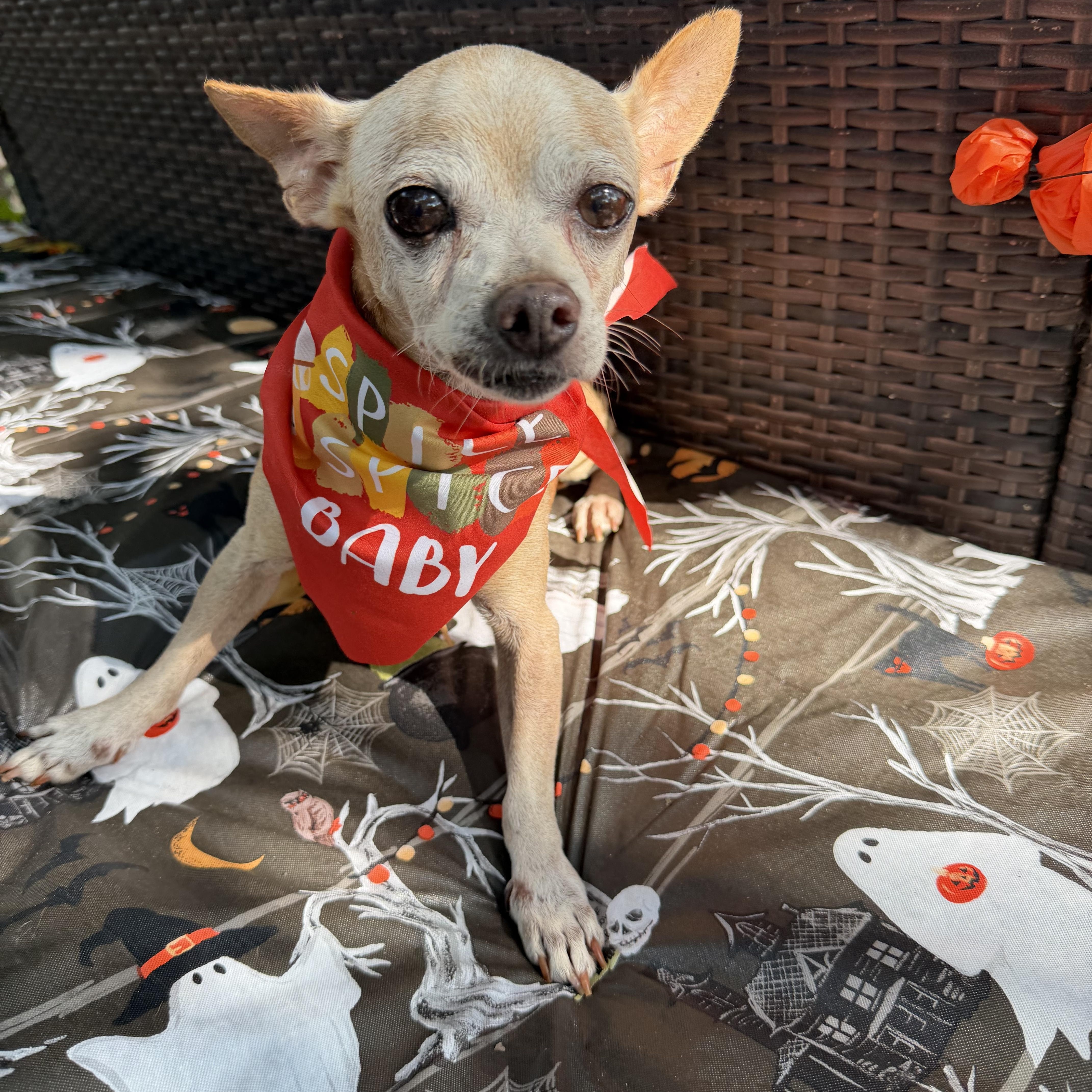 An adult small-sized male Chihuahua dog named Billy Brown for adoption in Louise, TX
