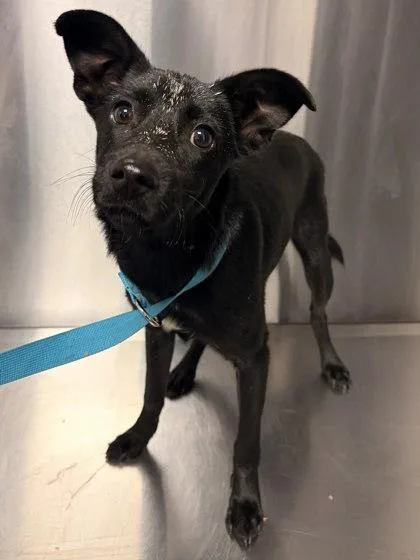A young small-sized male Chihuahua dog named Hash Slinging Slasher for adoption in Fresno, CA
