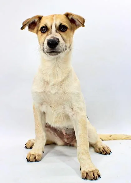A baby large-sized female Husky dog named Daisy for adoption in Morton Grove, IL