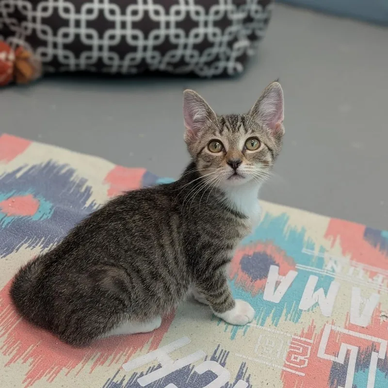 A baby medium-sized female Domestic Short Hair cat named Azul for adoption in Cape Girardeau, MO