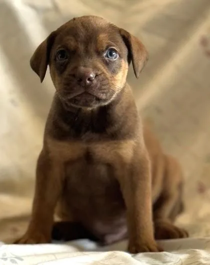 A baby medium-sized male Hound dog named Terry for adoption in Madison, NJ