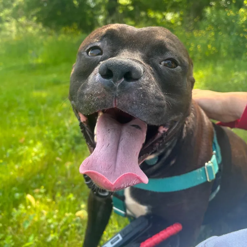 An adult medium-sized male Brown / Chocolate Mixed Breed dog named PawPaw for adoption in Fairport, NY