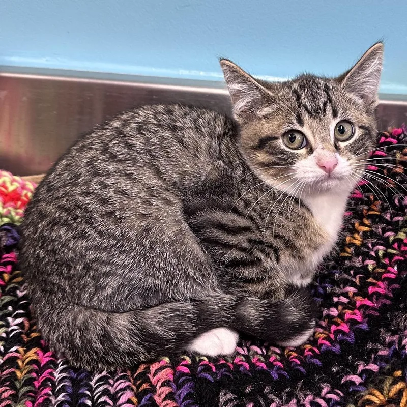 An adult small-sized female Domestic Short Hair cat named Betty Boop for adoption in Mount Vernon, IN