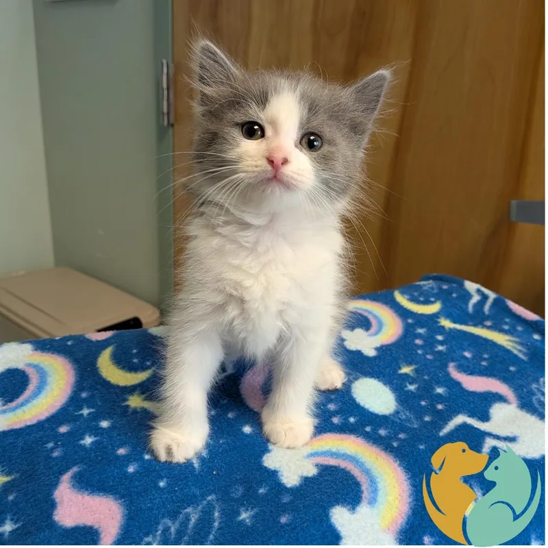 A baby small-sized female Gray / Blue / Silver Domestic Medium Hair cat named Smidgen for adoption in Toledo, OH