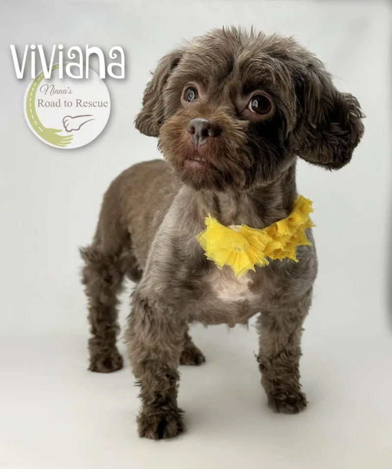 An adult small-sized female Shih Tzu dog named Viviana for adoption in Benton, LA
