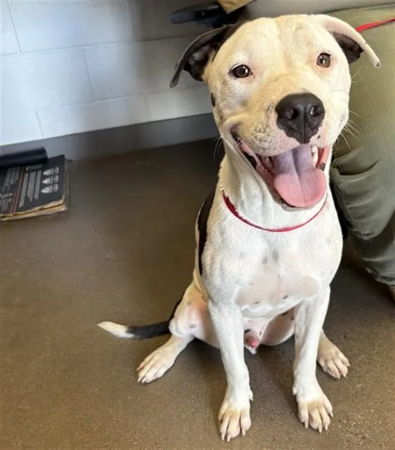 A young large-sized male Pit Bull Terrier dog named Freddy for adoption in Mesa, AZ