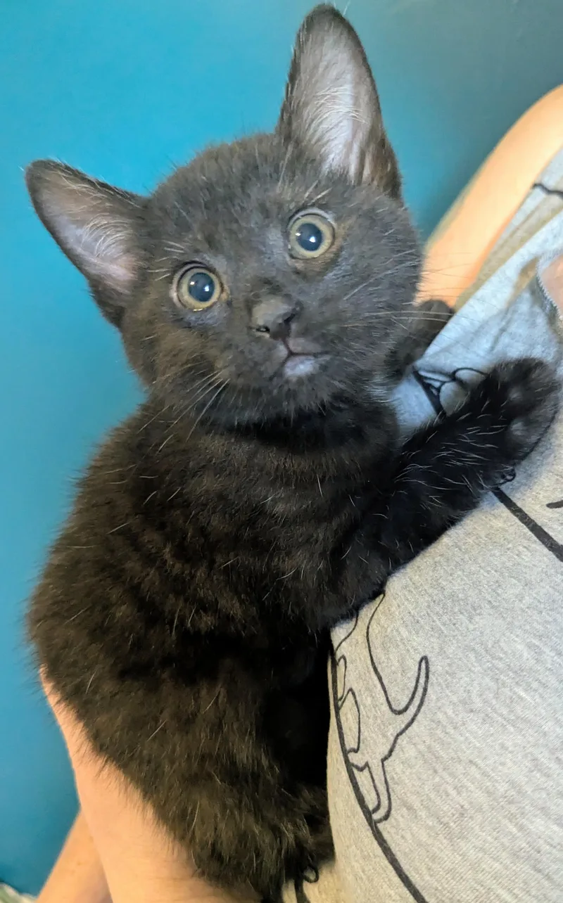 A baby small-sized male Domestic Short Hair cat named Dragon Fruit for adoption in BREINIGSVILLE, PA