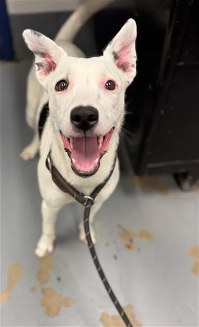 A young medium-sized female Pit Bull Terrier dog named Spring for adoption in Peoria, IL