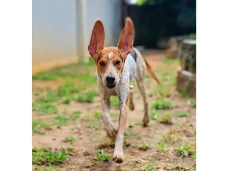A baby large-sized female English Coonhound dog named Nibbles for adoption in Leawood, KS