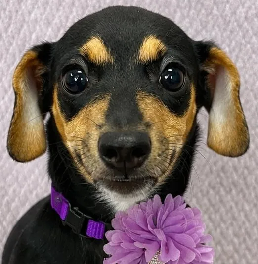 Gretchen thumbnail 4