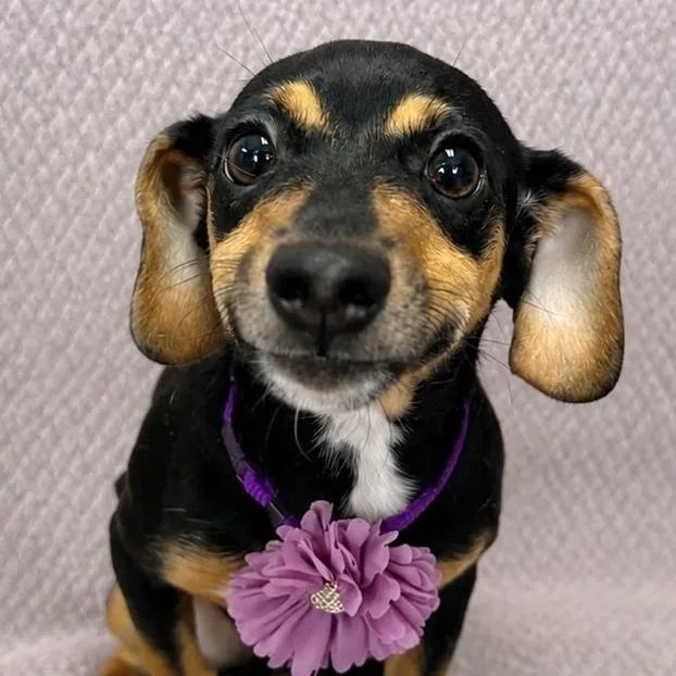 Gretchen thumbnail 5