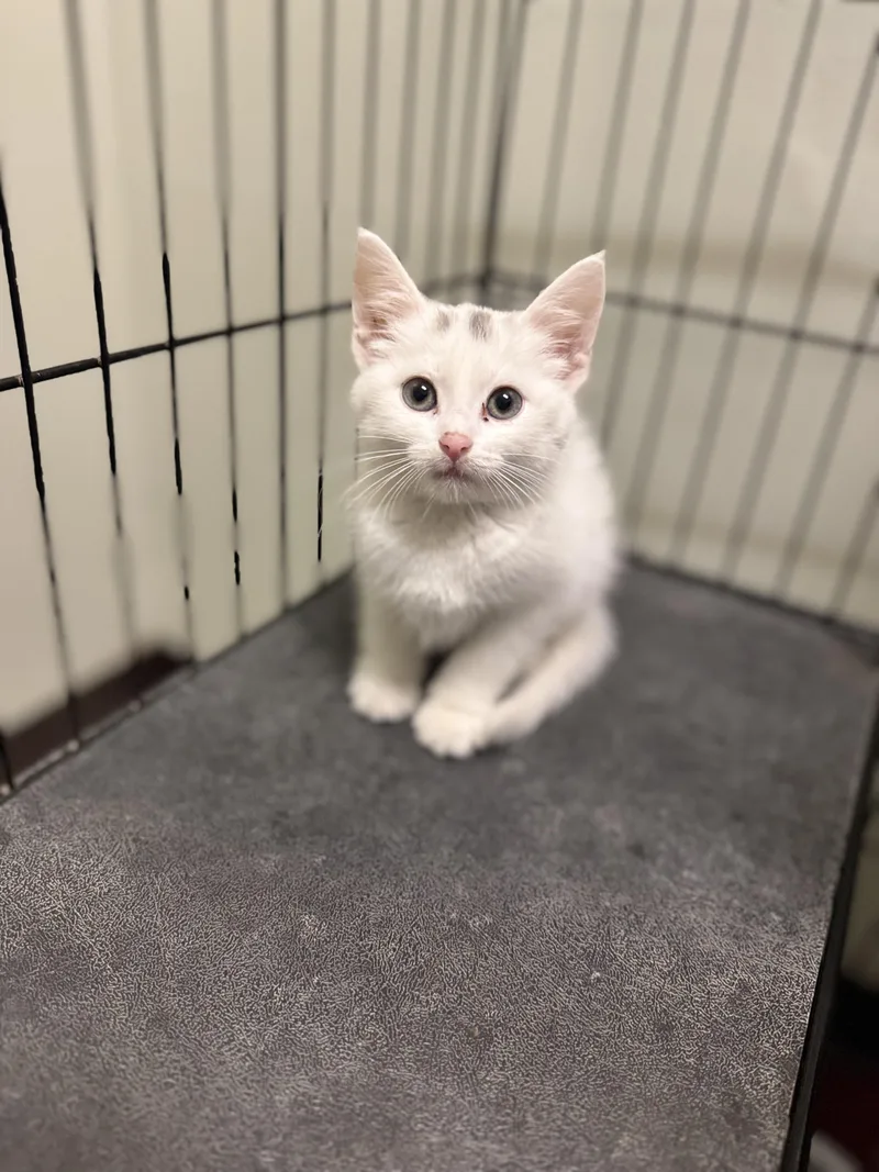 A baby medium-sized female White Domestic Long Hair cat named Nissan for adoption in Dodgeville, WI
