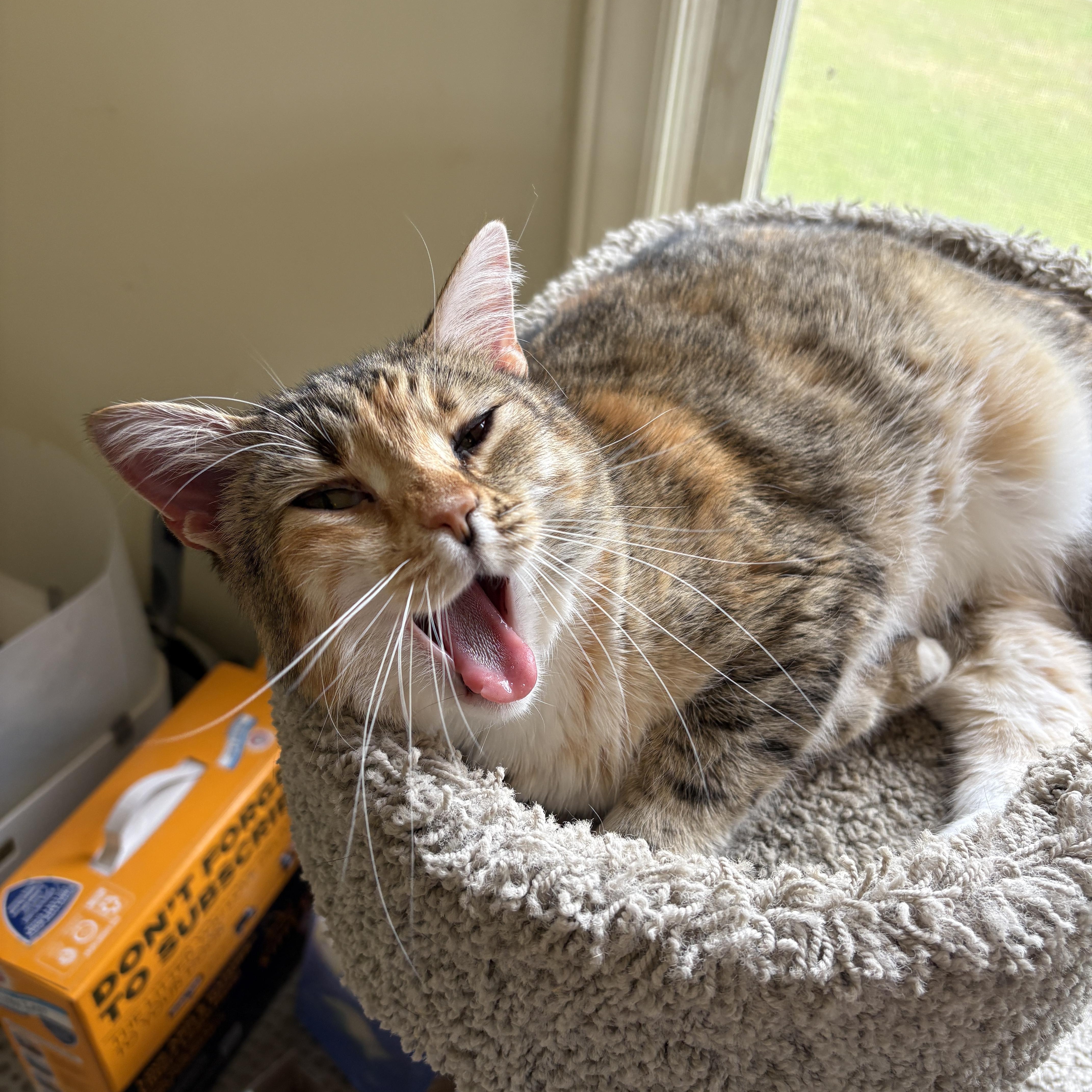 An adult medium-sized female Calico Domestic Short Hair cat named Priscilla for adoption in Seneca, SC