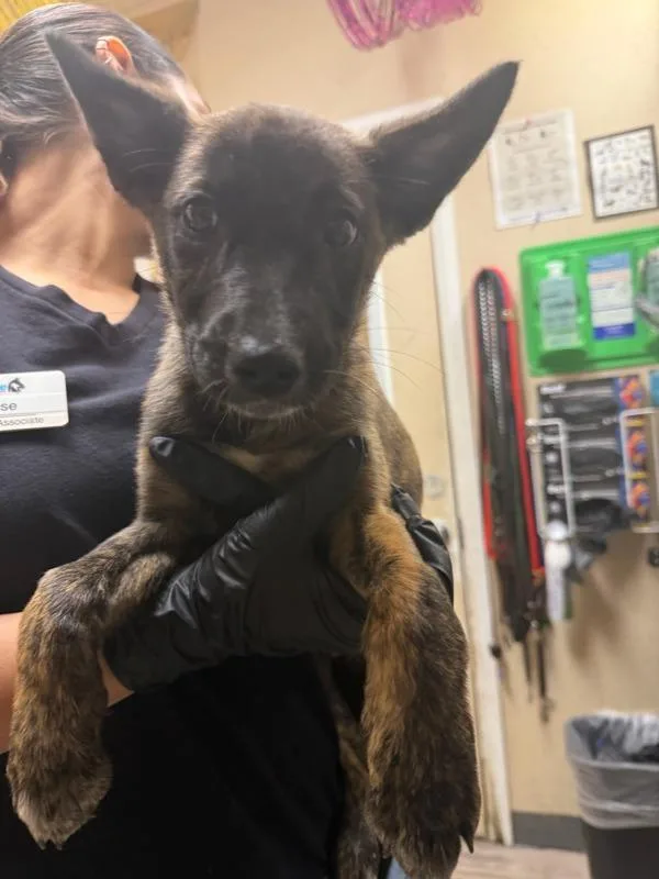 A baby medium-sized female Belgian Shepherd / Sheepdog dog named Draculaura for adoption in Oceanside, CA