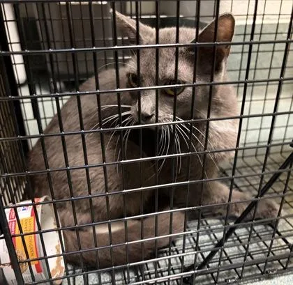 Shelia  Working Cat