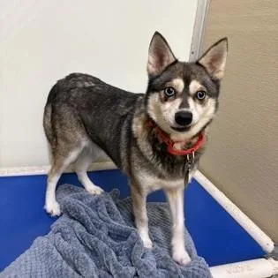 An adult small-sized female Black Klee Kai dog named Debbie for adoption in Phoenixville, PA
