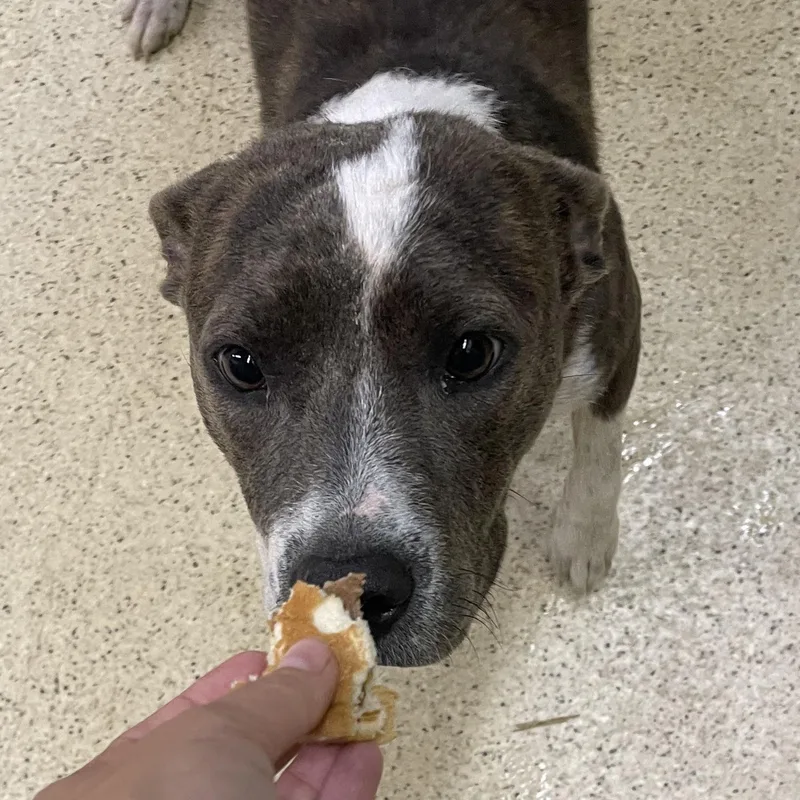 An adult medium-sized female Terrier dog named Ladybelle for adoption in Muncie, IN