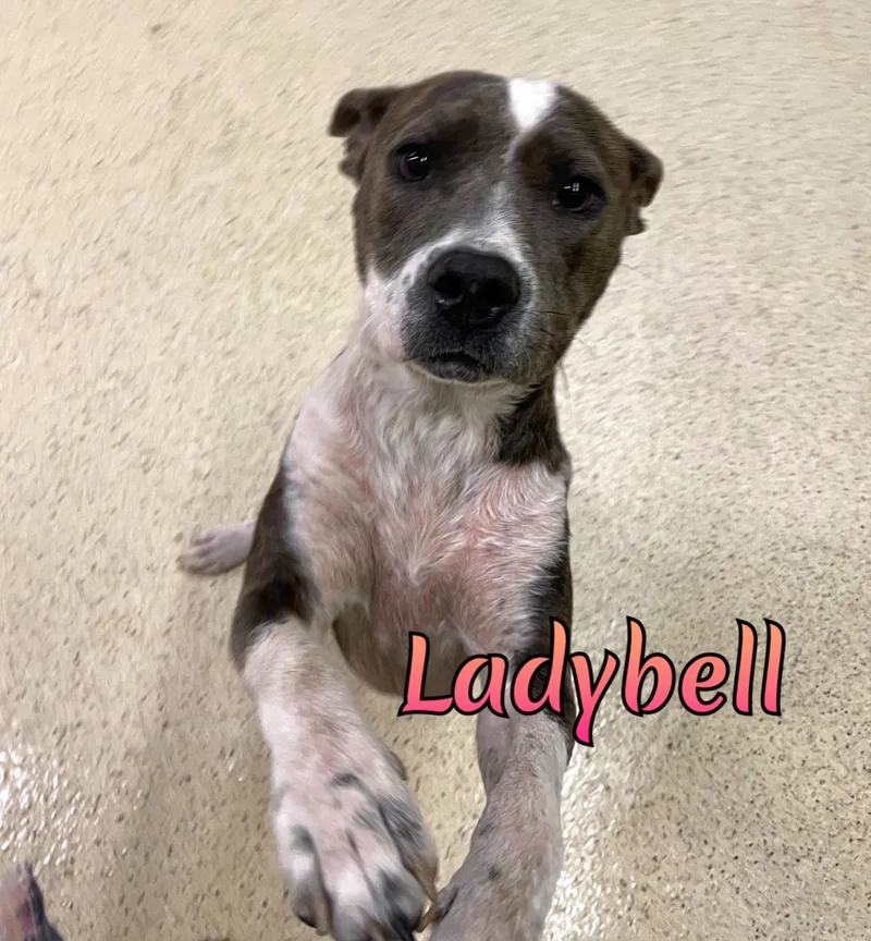 Ladybelle thumbnail 4