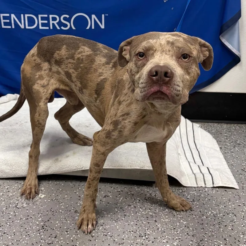 An adult medium-sized male Yellow / Tan / Blond / Fawn Terrier dog named Unknown for adoption in Henderson, NV