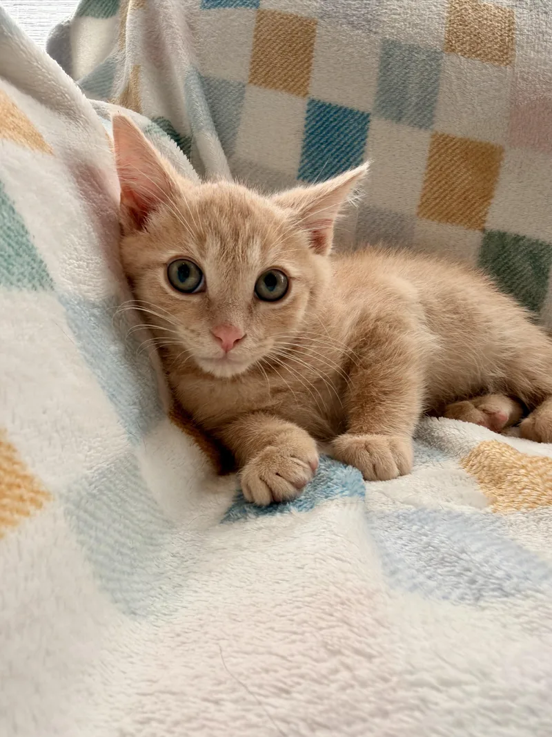 A baby medium-sized male Tabby (Orange / Red) Domestic Short Hair cat named River for adoption in Louisville, KY