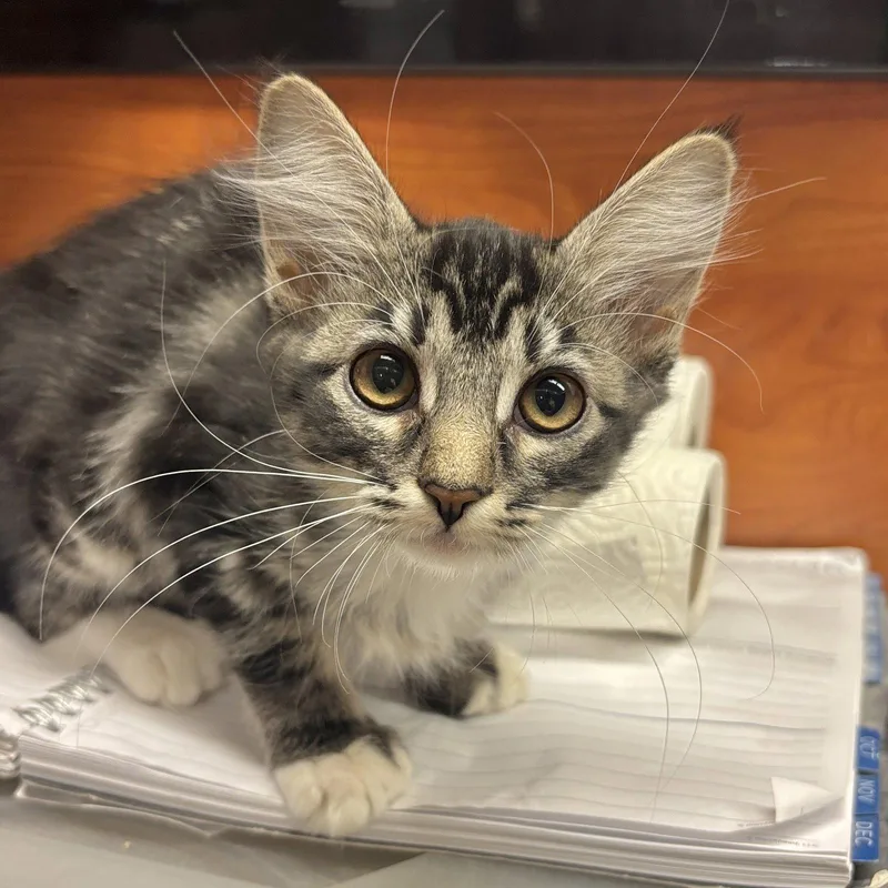A baby medium-sized female Domestic Medium Hair cat named Patsy for adoption in Sonora, CA