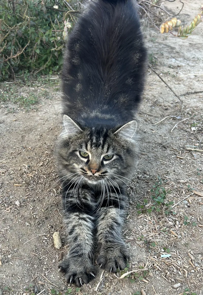 A young medium-sized male Tabby (Brown / Chocolate) Domestic Medium Hair cat named Holy Roller for adoption in Long Beach, CA