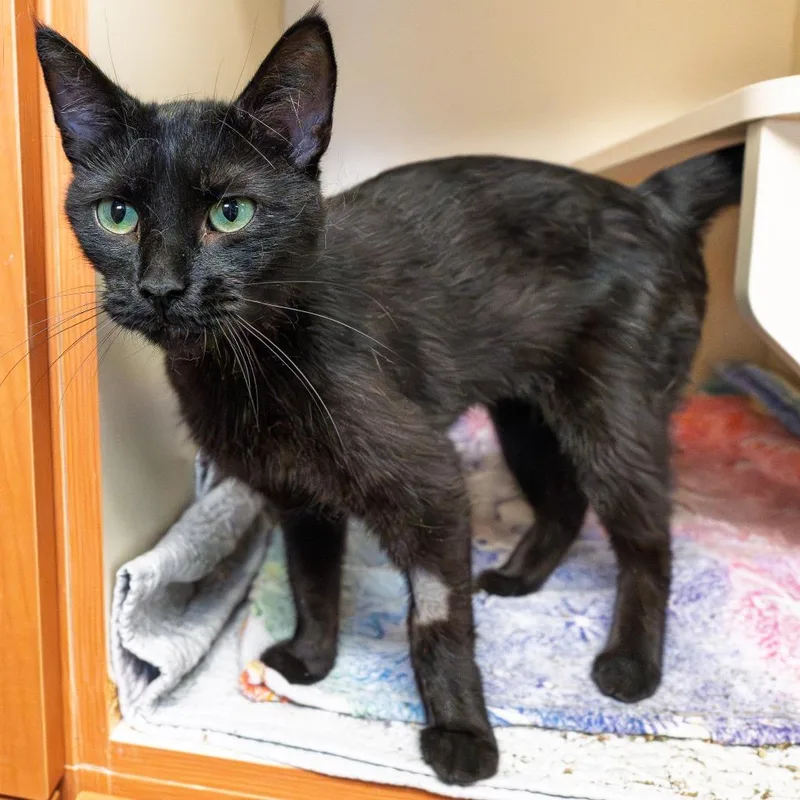 A young medium-sized female Black Domestic Short Hair cat named Maxine for adoption in South Elgin, IL