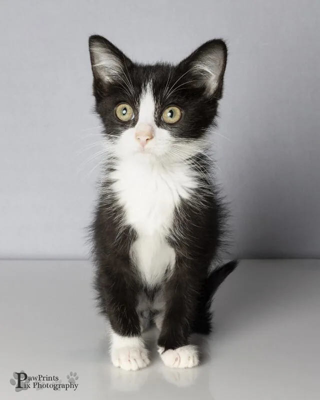 A young medium-sized male Black & White / Tuxedo Domestic Short Hair cat named Zan for adoption in Maryville, TN