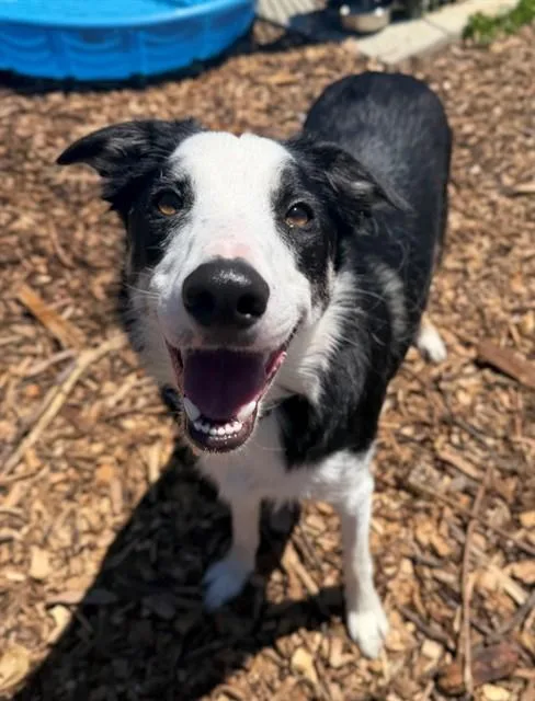 A young large-sized female Border Collie dog named Mollie for adoption in Leesburg, VA