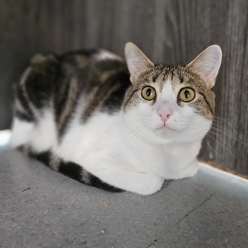 A young medium-sized female Gray / Blue / Silver Domestic Short Hair cat named Myre for adoption in Lakewood, CO