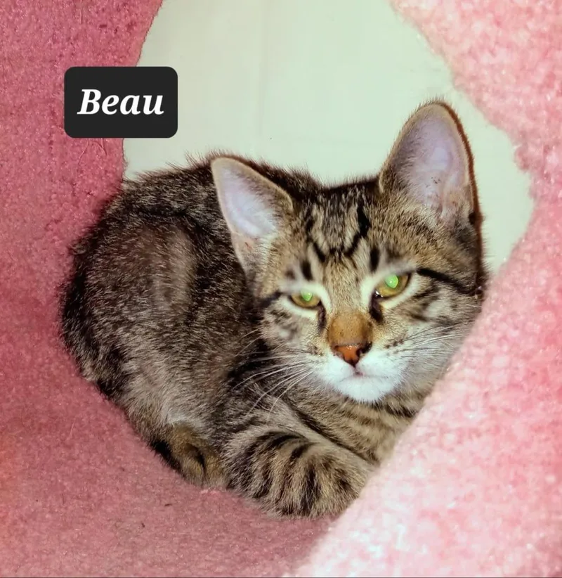A baby small-sized male Domestic Short Hair cat named Beau for adoption in Buffalo, MO