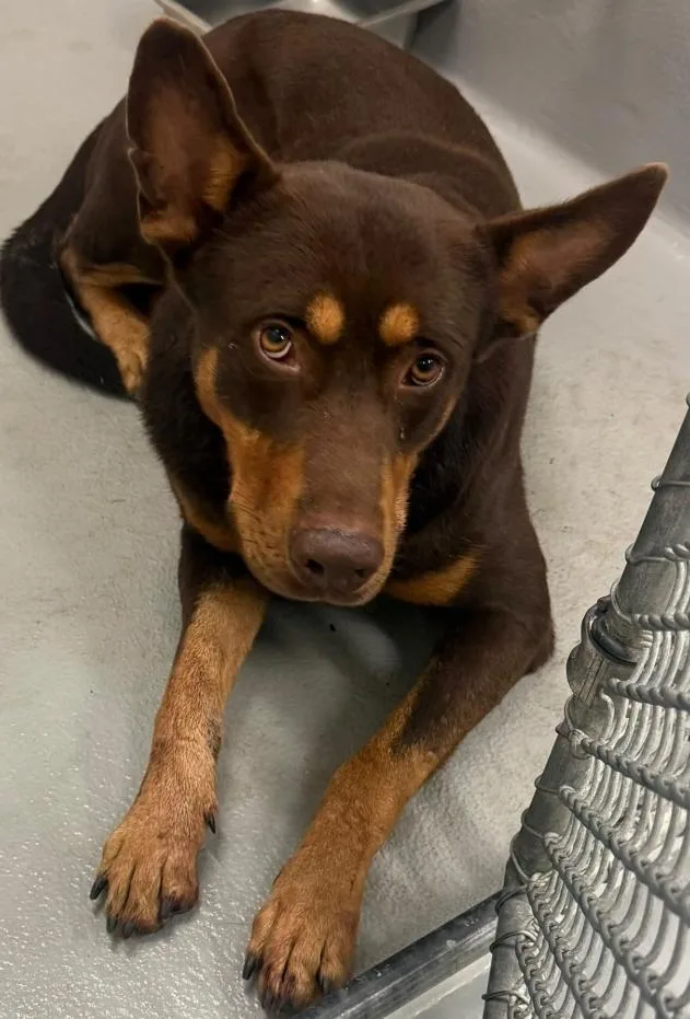 An adult large-sized male Brown / Chocolate Shepherd dog named AC "Mace" for adoption in Conyers, GA