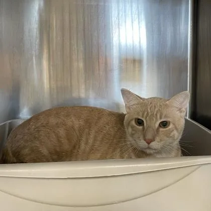 An adult small-sized male Domestic Short Hair cat named Shrimp Shrimps for adoption in Wheaton, IL