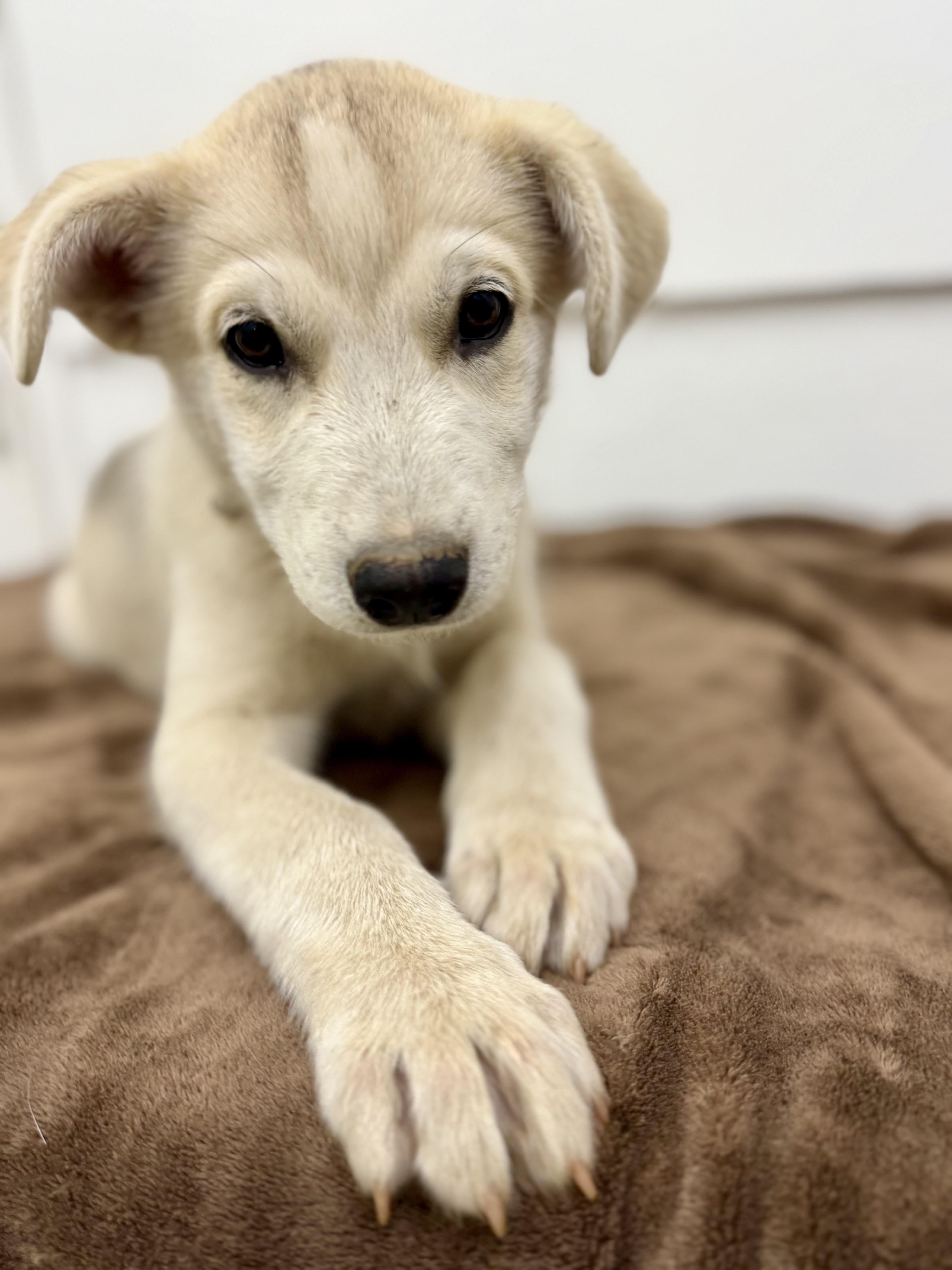 A baby large-sized female White / Cream Husky dog named Horchata for adoption in Sonora, CA