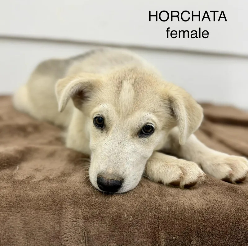 Horchata thumbnail 2