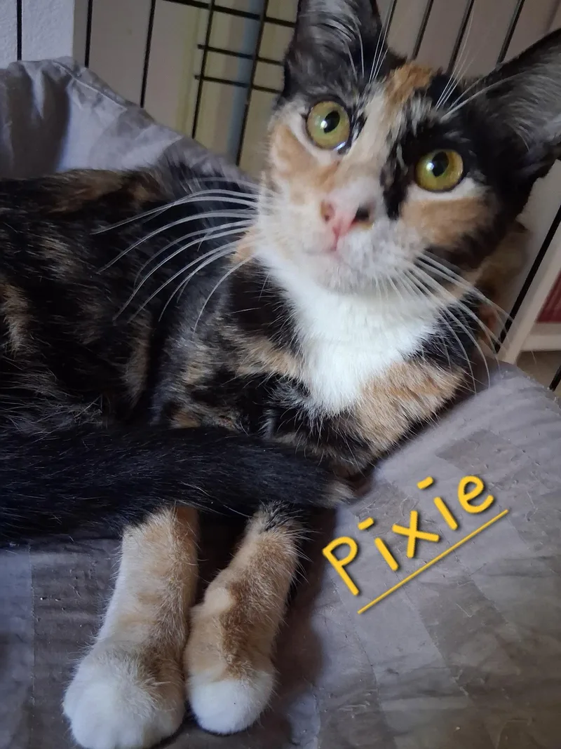 A young medium-sized female Domestic Short Hair cat named Pixie for adoption in Longwood, FL