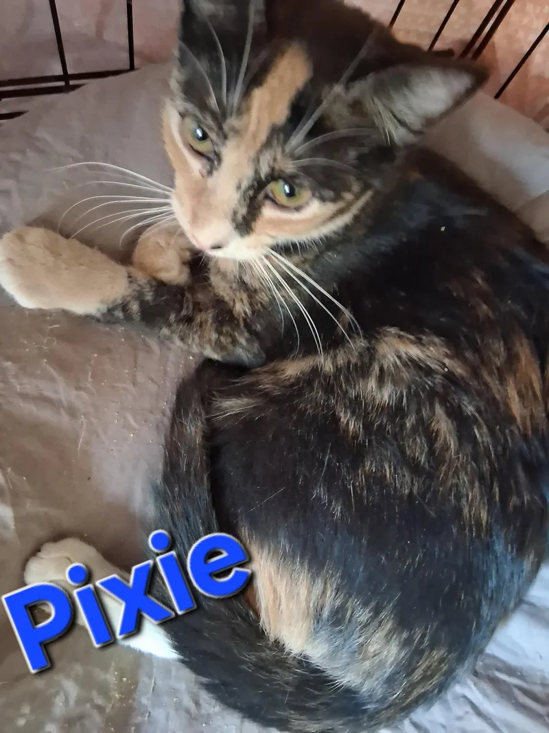 Pixie thumbnail 2